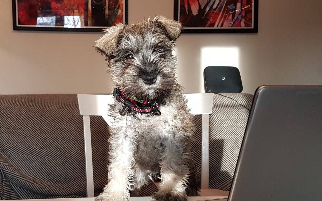 Welcoming our newest team member